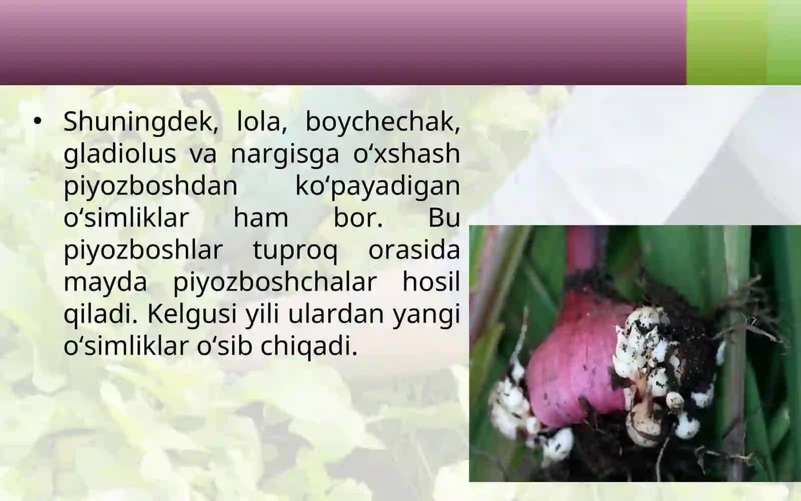 5-sinf Botanika Yovvoyi o'simliklarning vegetativ ko'payishi 4