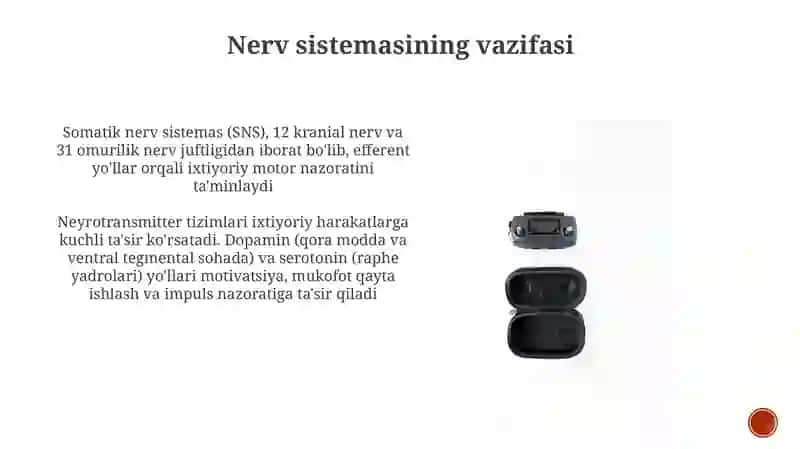 Neyrotransmitterlar va Xulq-atvor 4