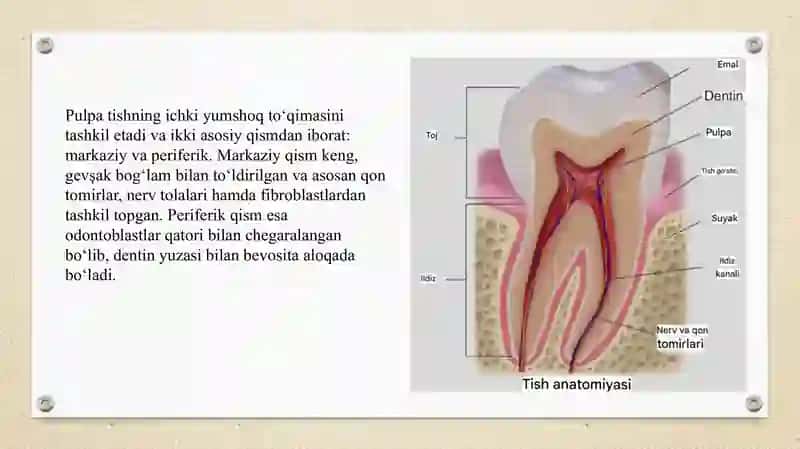 Pulpaning hujayraviy tuzilishi va uning mexanik hamda immunobiologik himoya funksiyalari SLAYD 4