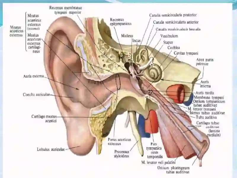 Eshituv organi innervatsiyasining hususiyatlari. 4