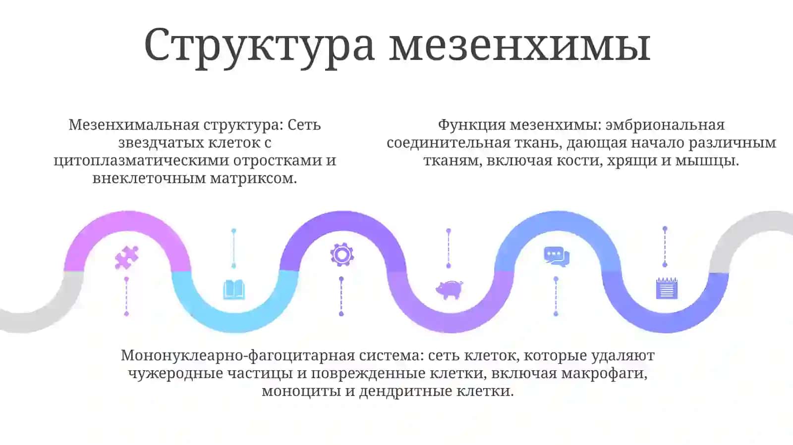 Строение И Функции Мезенхимы. Мононуклеарная-Фагоцитарная Система. Состав ИФункциональноеЗначение 4