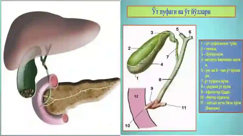 o't yo'llari diskineziyasi, jigar o'smalari 4