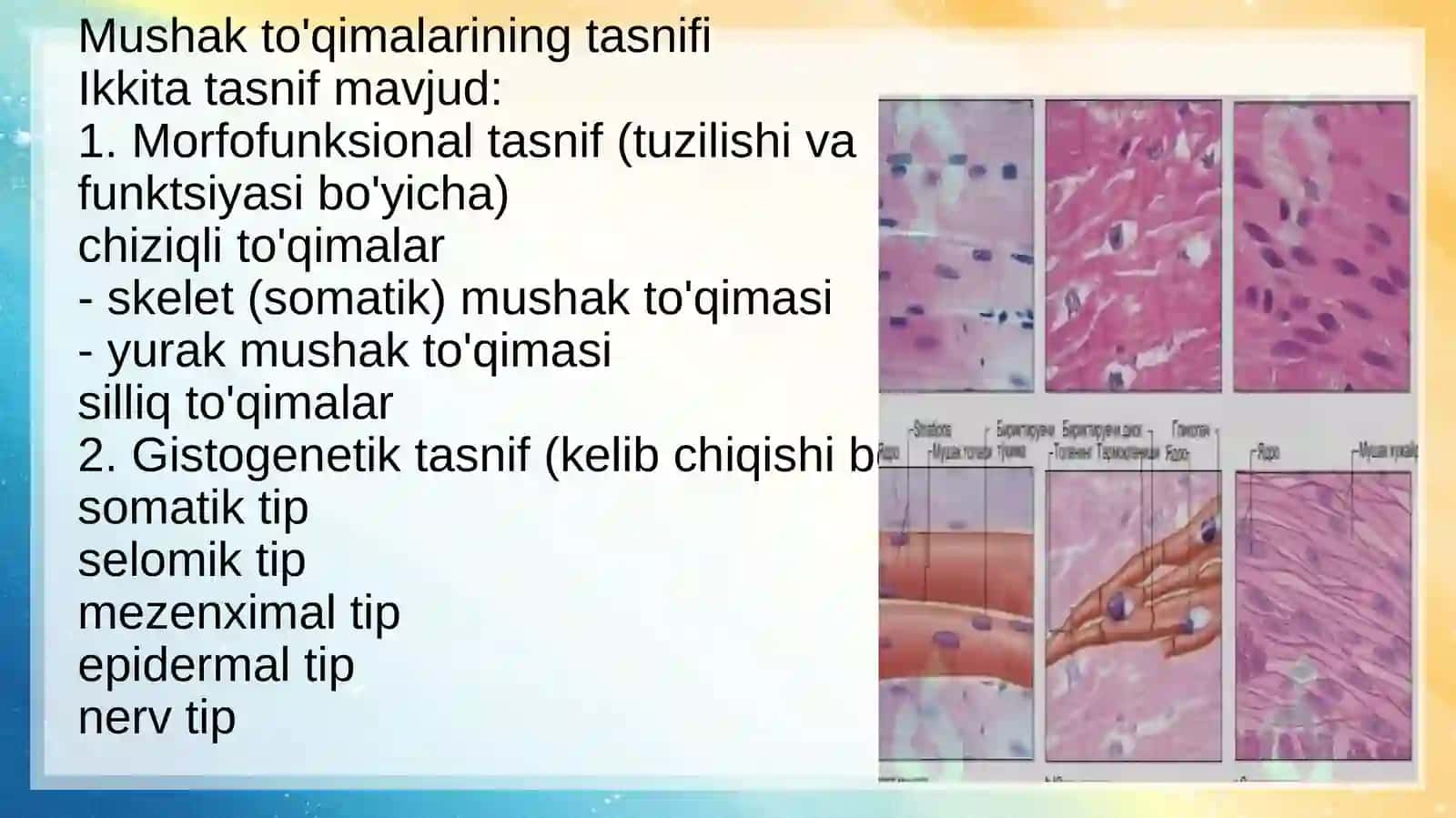 Mushak to'qimasi gistologiyasi 4
