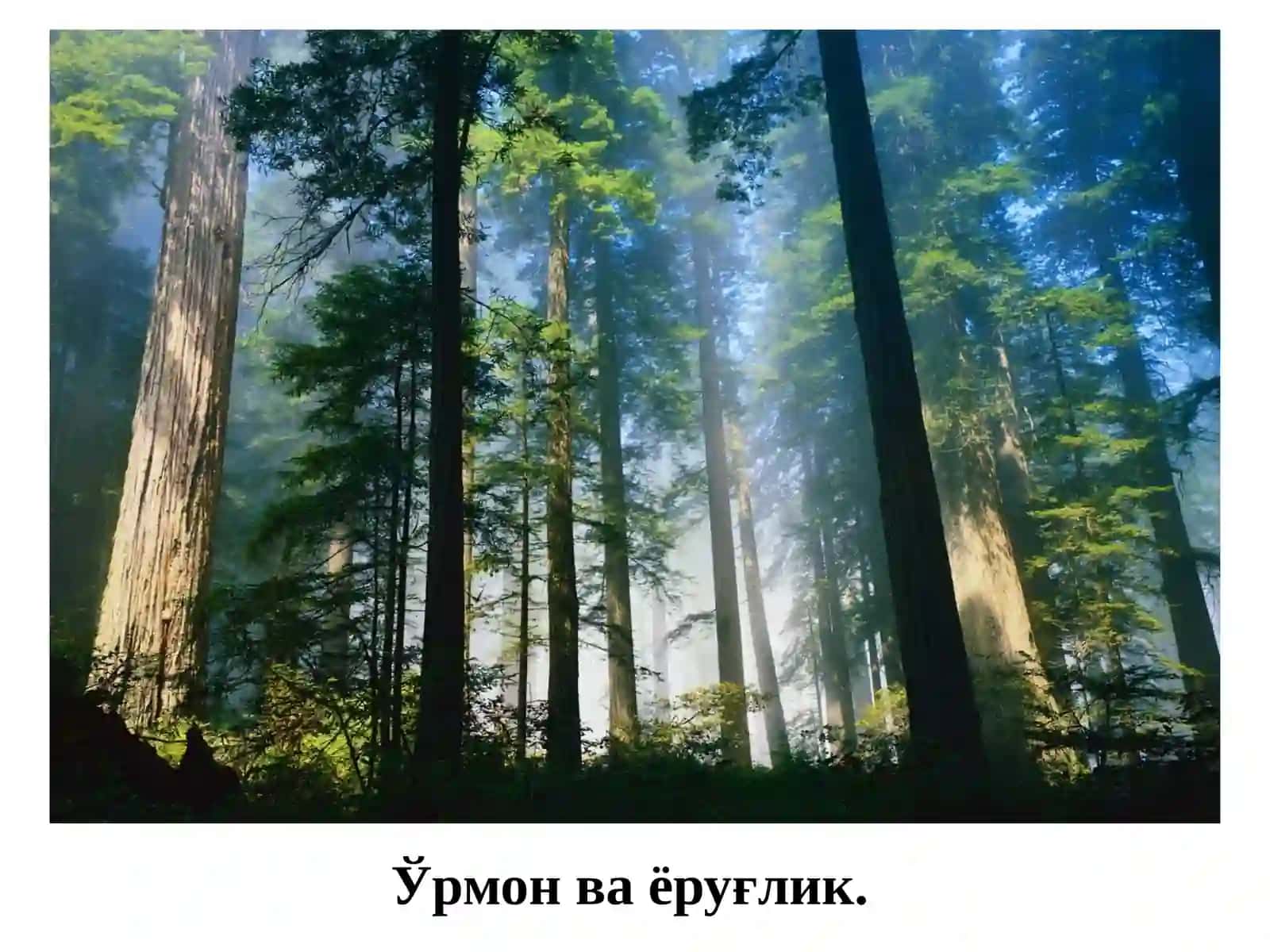 Ўрмон ва ёруғлик 4