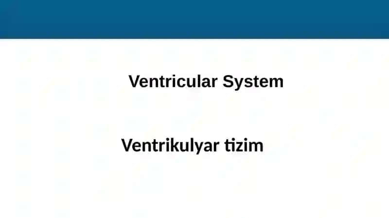 Ventricles Anatomy 4