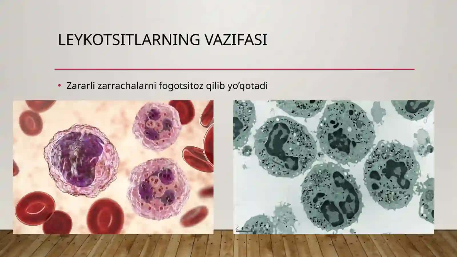 LEYKOSITLAR FIZIOLOGIYASI 4