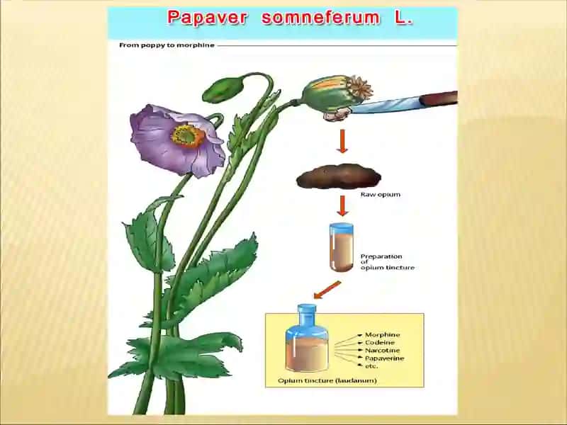 НАРКОТИЧЕСКИЕ И НЕНАРКОТИЧЕСКИЕ АНАЛЬГЕТИКИ 4