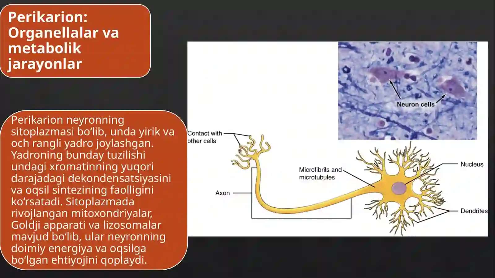 Gistologiya Sitologiya va Embrionologiya 4