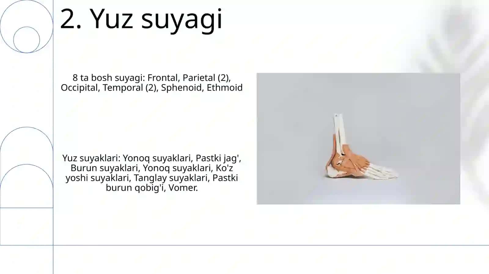 Anatomiya fanidan kalla suyaklarining umumiy tasnifi 4