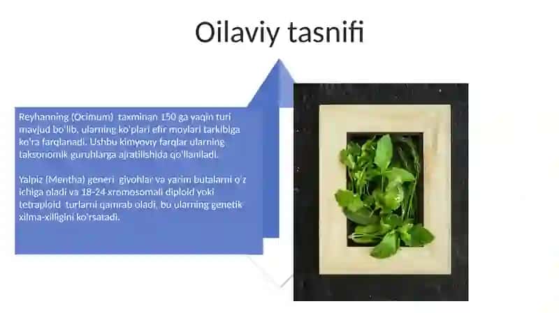Yalpiz va rayhon sistematikasi va morfologiyasi 4