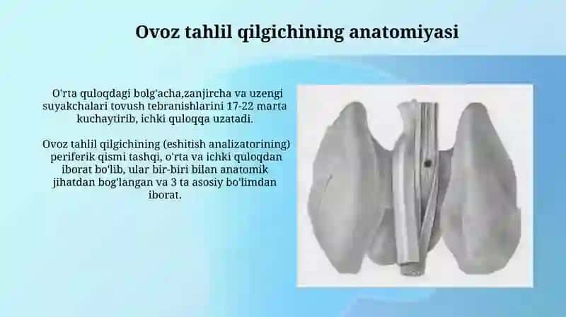 Vestibulyar analizatorlar fiziologik anatomik tuzilishi 4