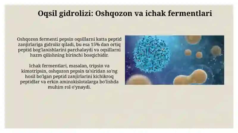 Odam organizmda oqsilning biyokimyoviy oʻzgarishi 4