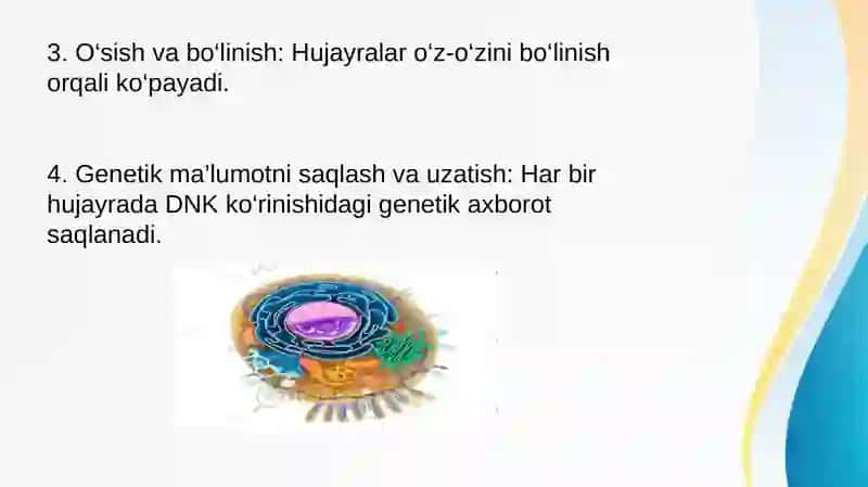 Hujayrada moddalar, energiya va ma’lumotlar oqimi. Hujayra proliferatsiyasi 4