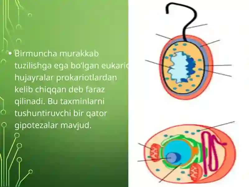 Hujayra lar evolutsiyasi 4
