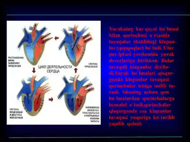 YURAK 4