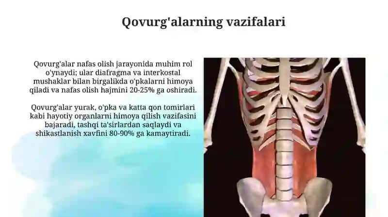 Qovurg'alarning Tuzilishi va Joylashuvi 4