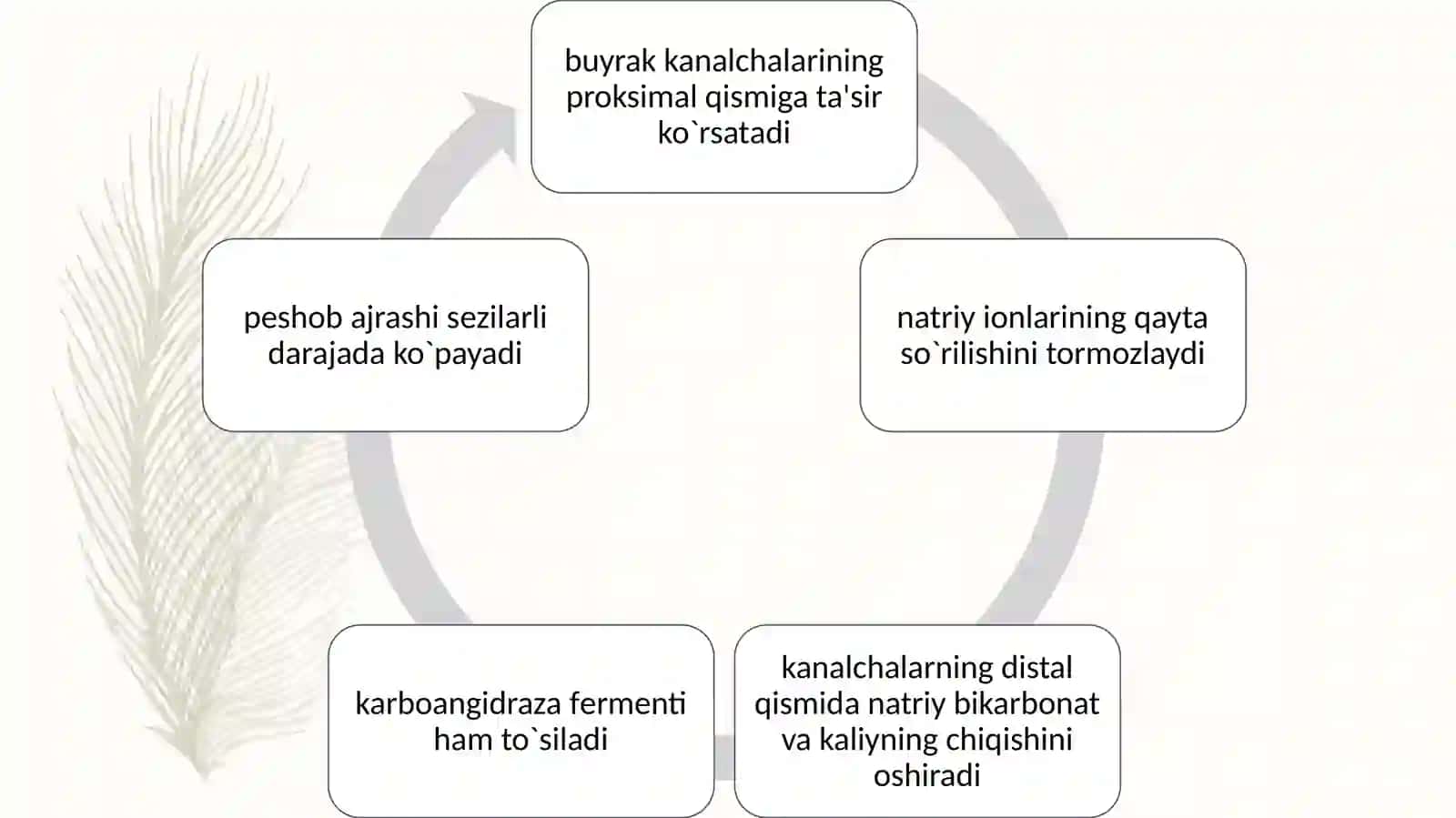 Buyrak kasalliklarini davolashda ishlatiladigan dori vositalar xarakteristikasi 4