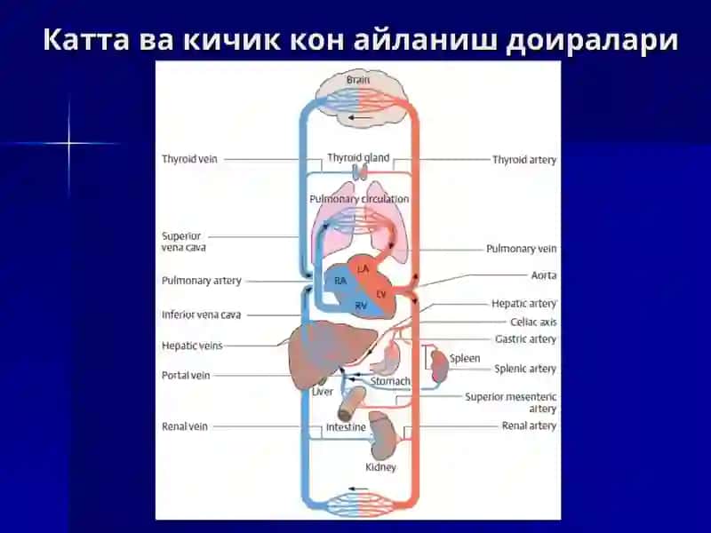Юрак тузилиши 4