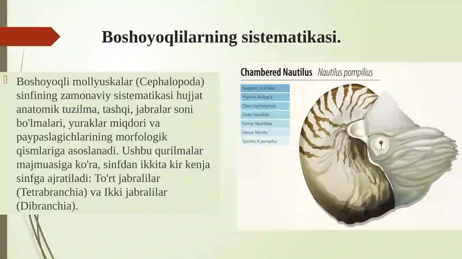 Boshoyoqlimollyuskarlar (cephalopoda) sinfibiologiyasi va ekologiyasi 4