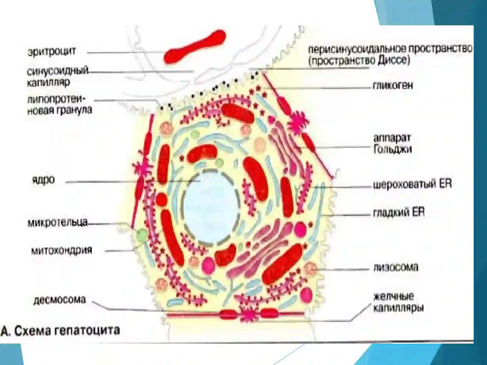 Jigar biokimyosi 4