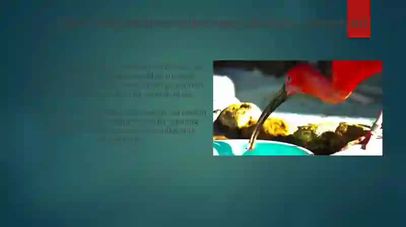 Filtr Oziqlantirishning Evolyutsion Ahamiyati 4