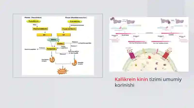 Kallikrein kinin tizimi, klinik ahamiyati 4