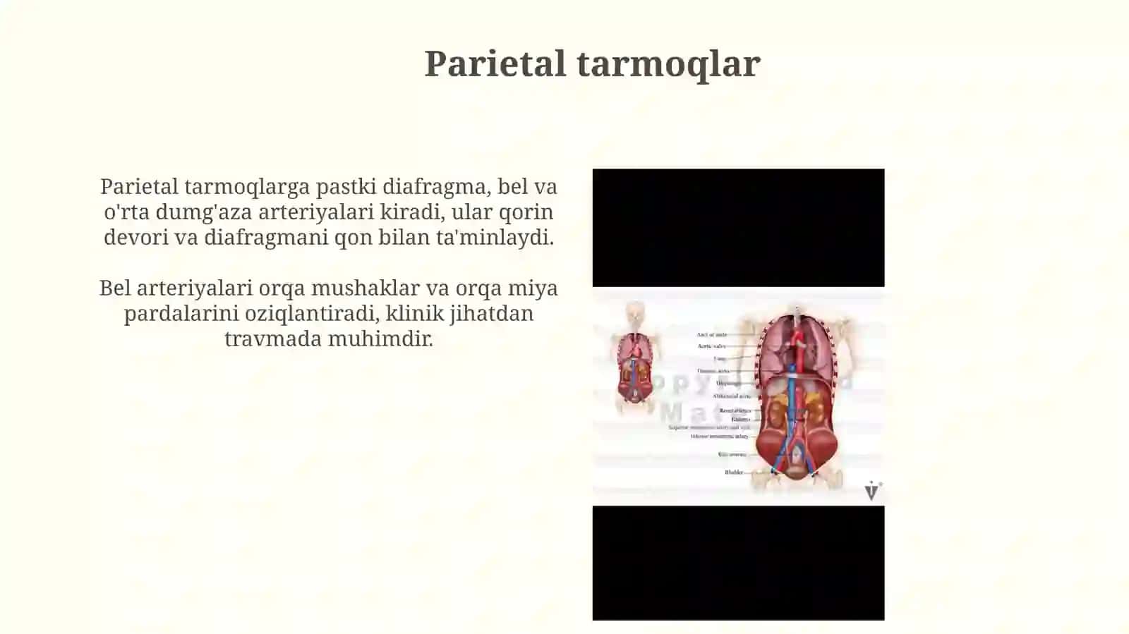 Qorin aortasining tarmoqlari. Ichki a'zolarning ta'minlanishining jarrohlikdagi ahamiyati o'ziga xosligi 4