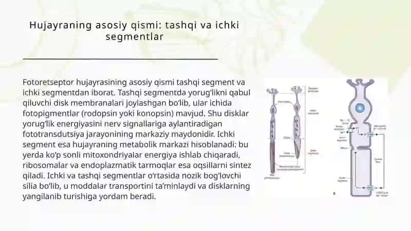 Fotoretseptor hujayralarining ultrastrukturasi va gistofiziologiyasi 4