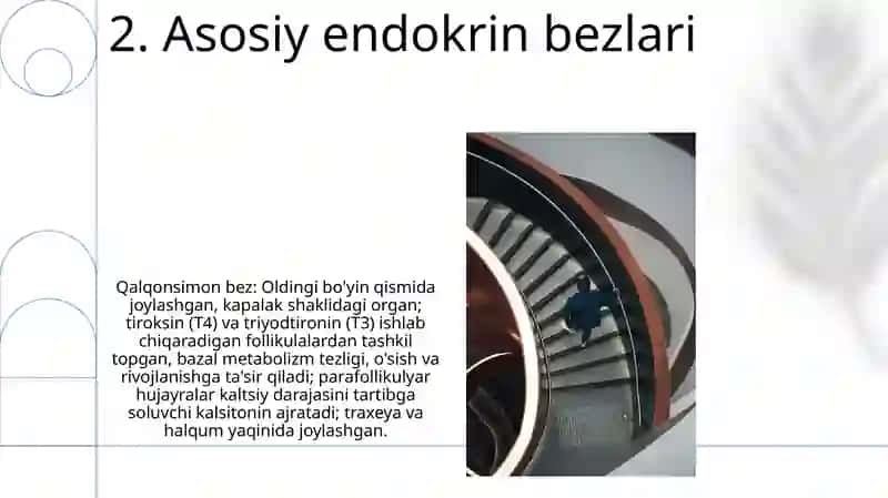 Ichki sekretsiya bezlarining tuzilishi va ahamiyati 4