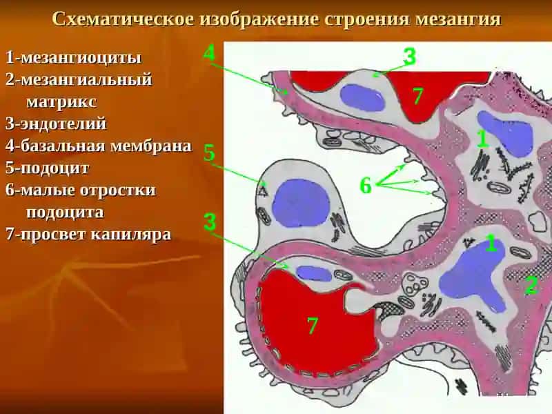 ХРОНИЧЕСКИЙ ГЛОМЕРУЛОНЕФРИТ 4