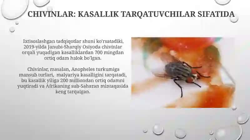 Zaharli Hayvonlar 4