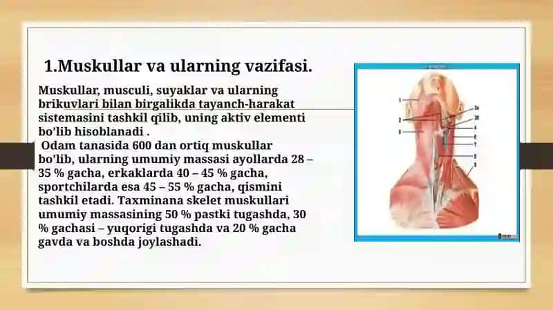Muskullarni bajaradigan ish turlari va xilma-xilligi 4