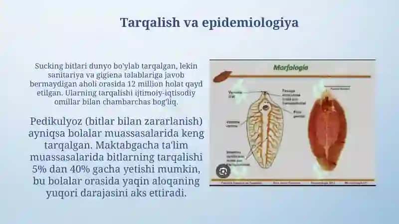 Sorgichlilar -odam parazitlari 4