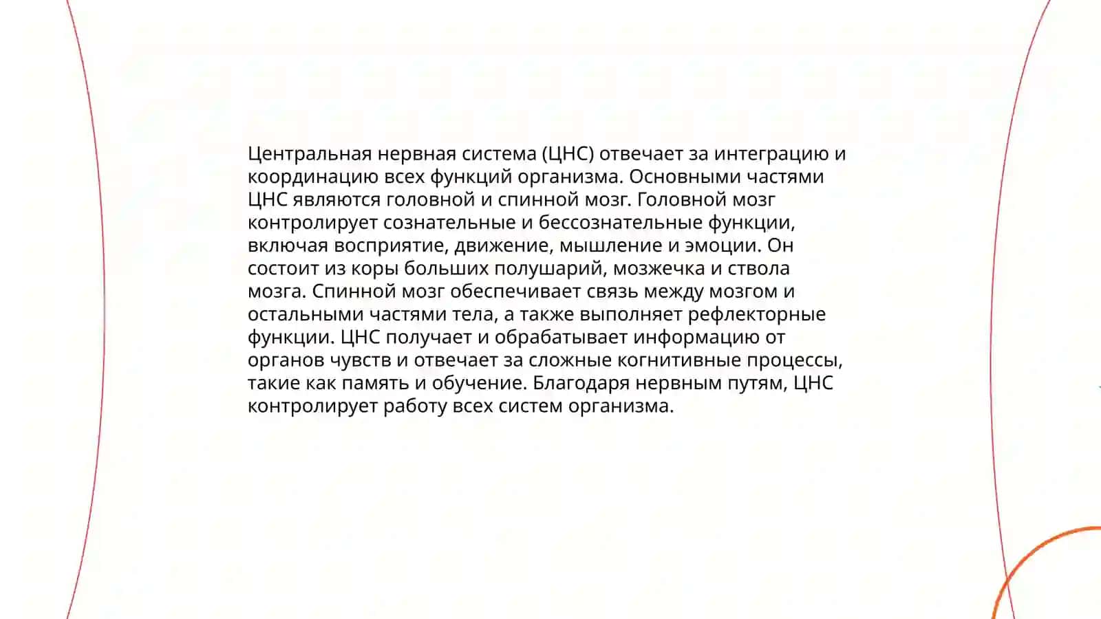 Нервная система 4