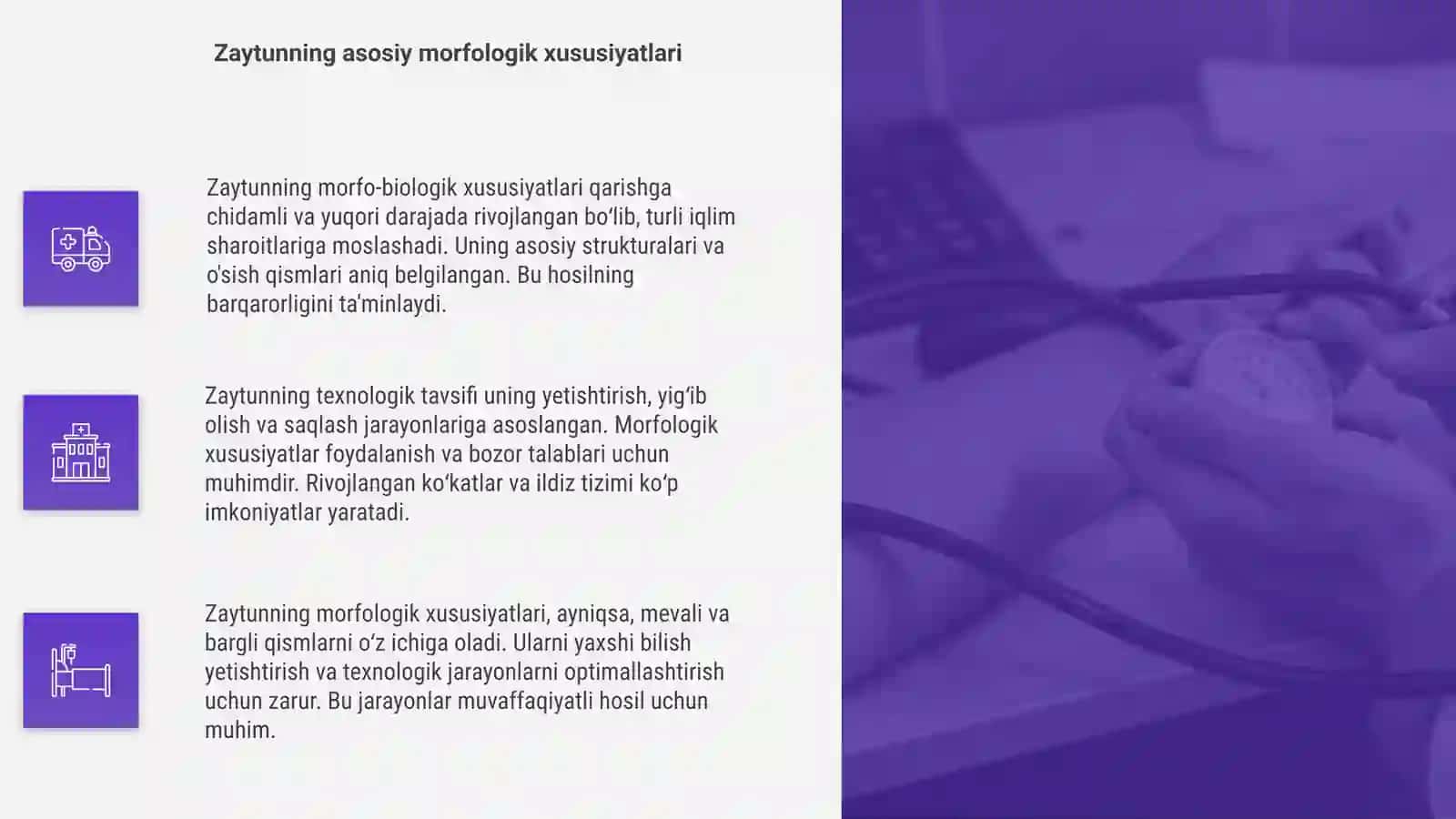 Zaytunni morfo- biologik va texnologik tavsifi 4
