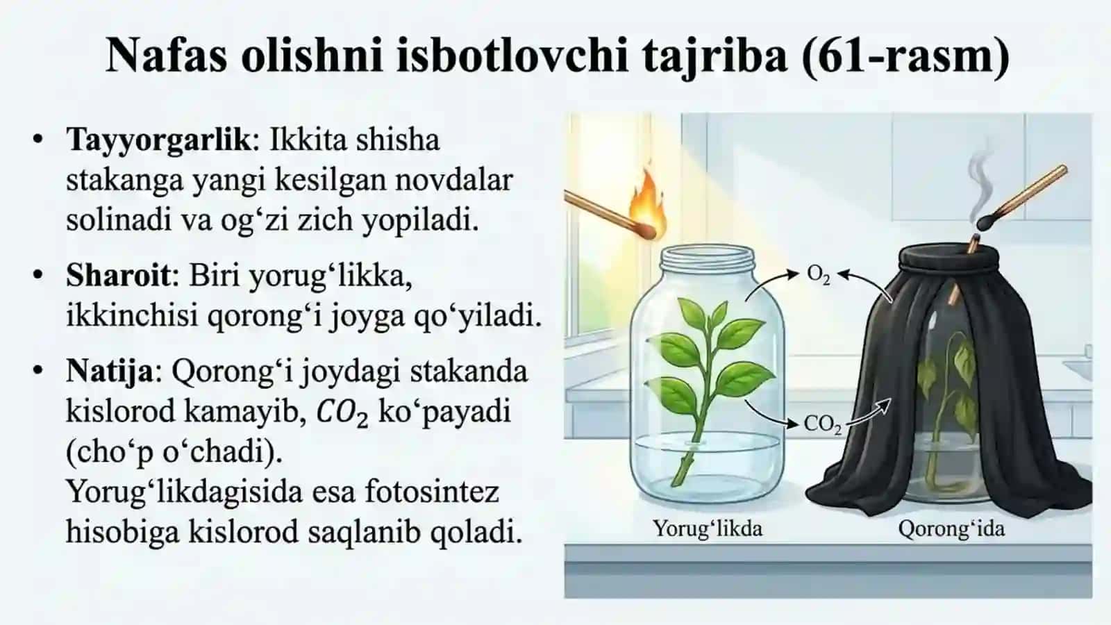 O'simliklarning nafas olishi va moddalar almashinuvi 4