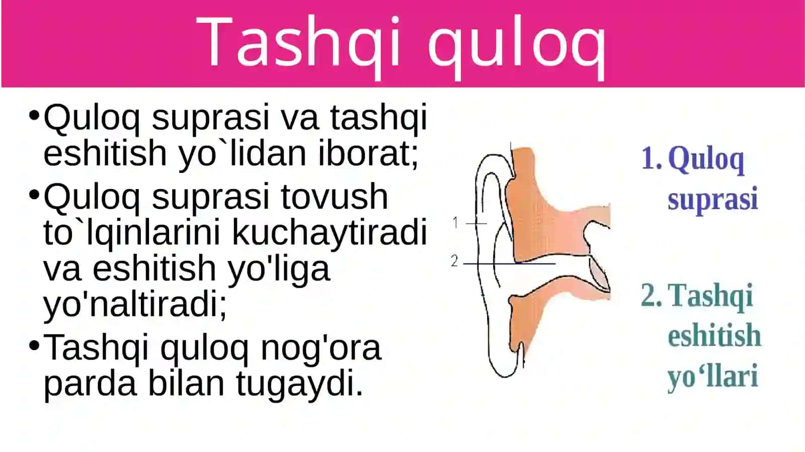 Eshitish organlarining tuzilishi, eshitish gigiyenasi 4
