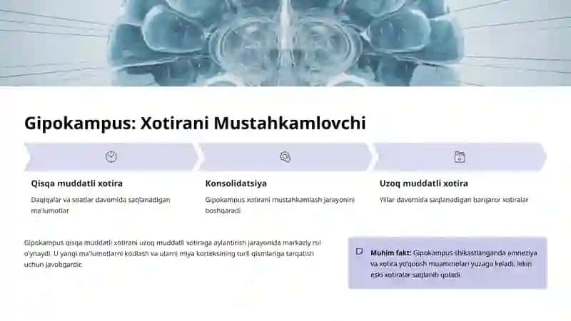 Limbik Tizim: Emotsiya, Xotira va Motivatsiyaning Markazi 4