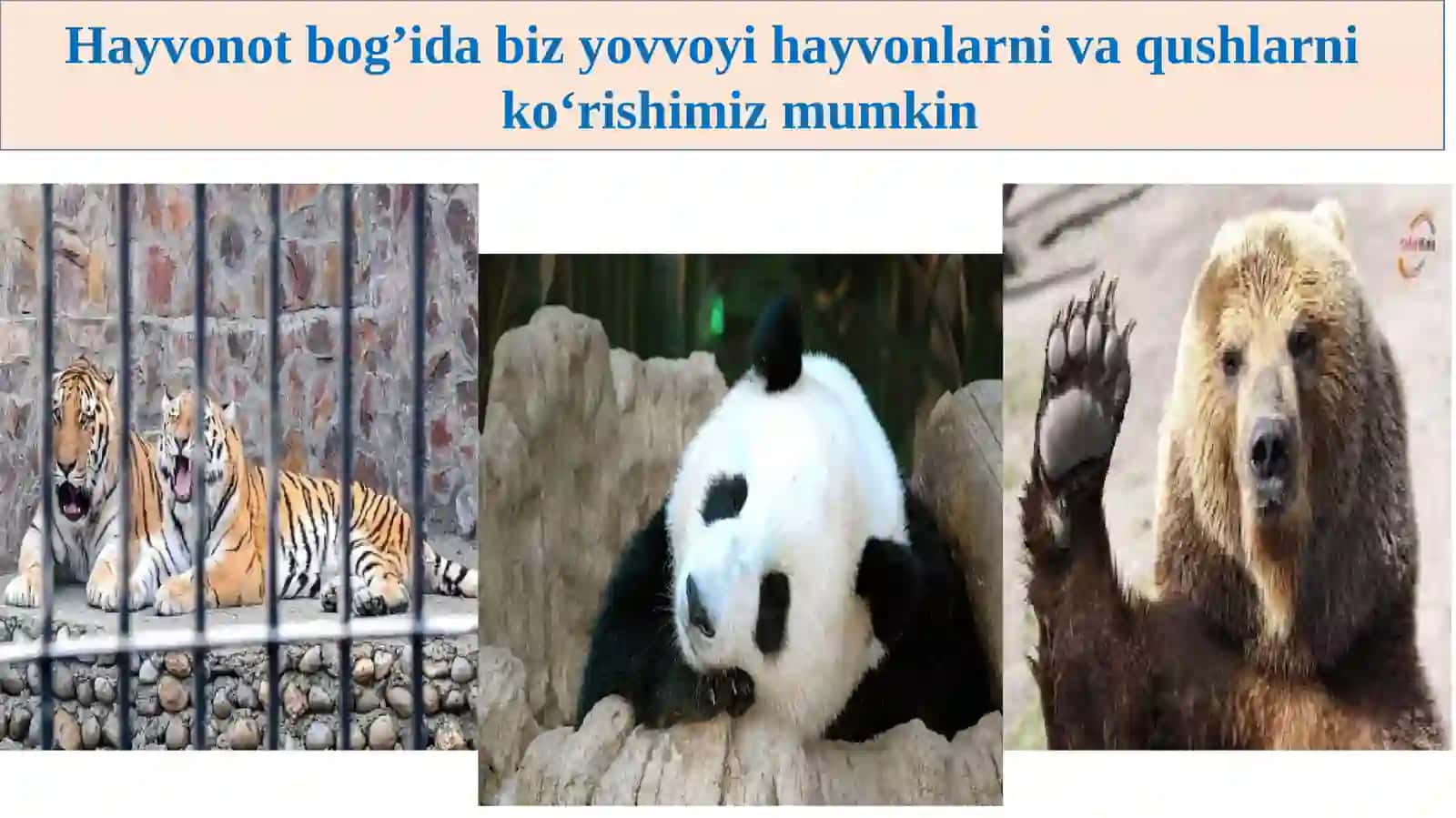 3-sinf Ona tili Hayvonot bog'ida mavzuda dars taqdimoti 4
