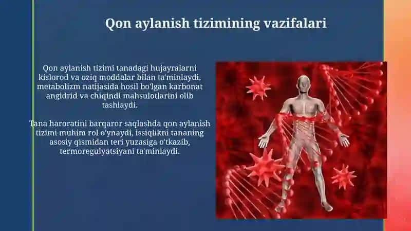 Qon aylanish tizimining tuzilishi va yoshga xos xususuiyati 4