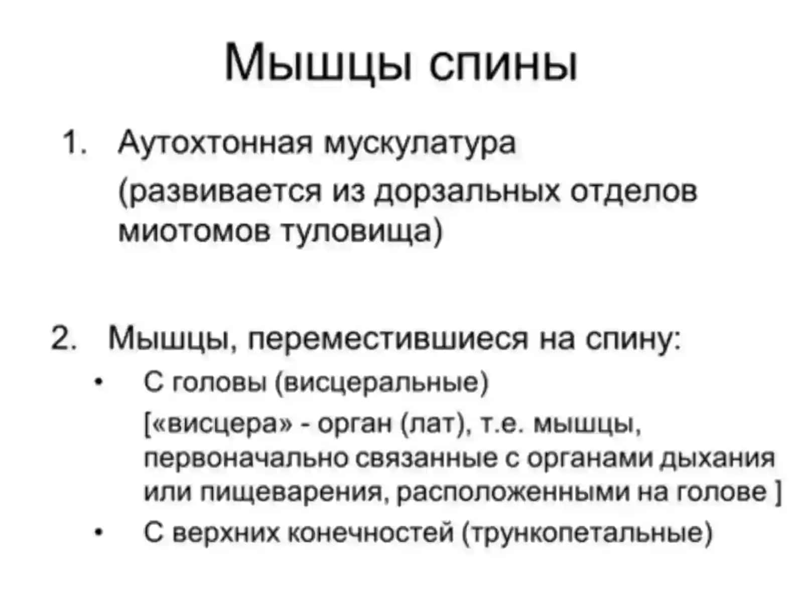 Мышцы спины 4