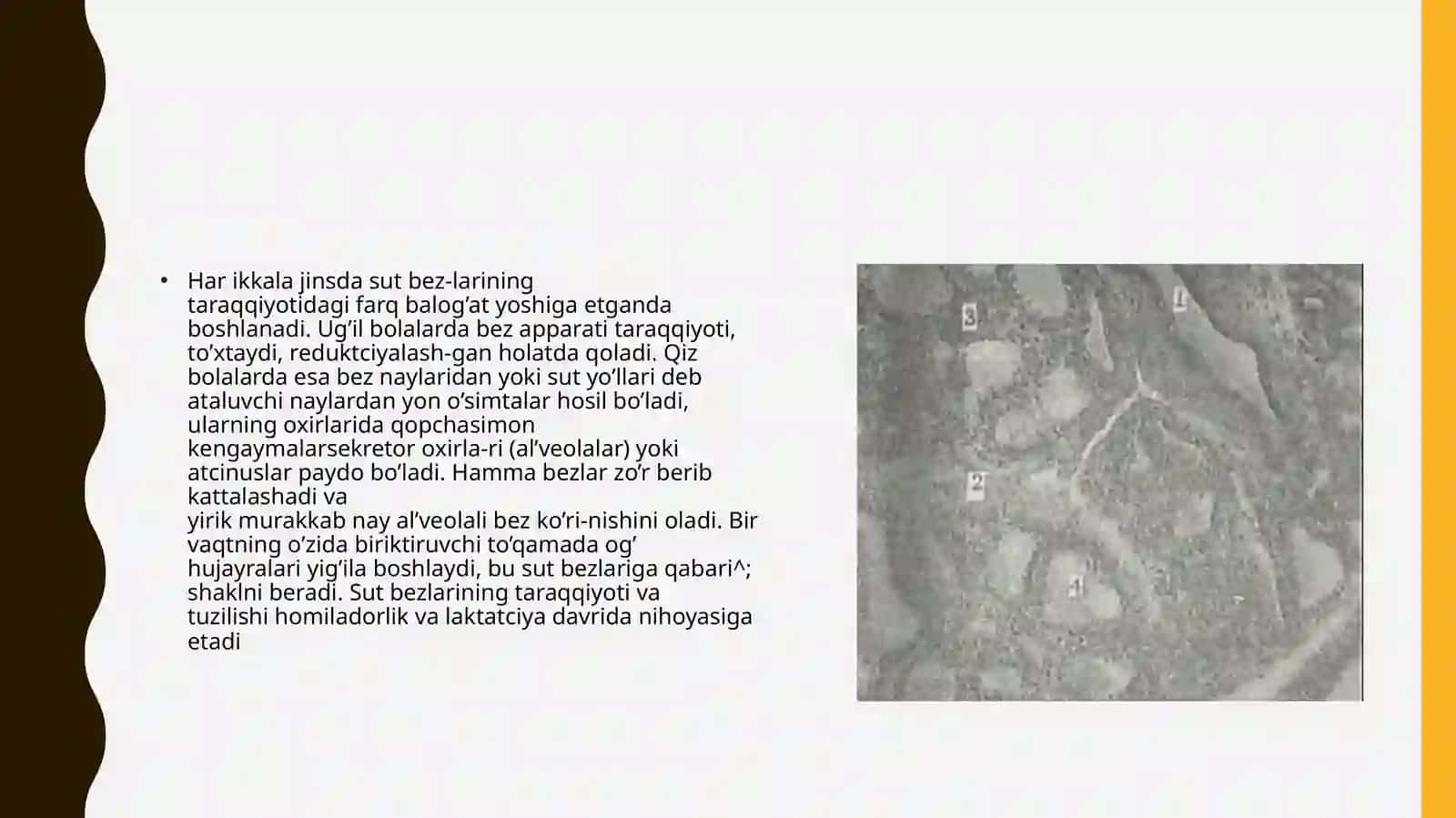 Ochildiyev Hasanning Gistologiyafanidantayyorlagan taqdimoti 4