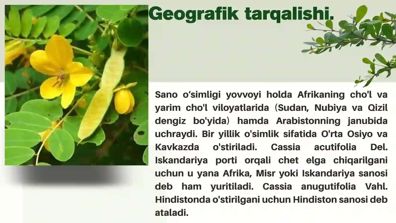 O’TKIR(NAYZA)BARGLI SANO-CASSIA ACUTIFOLIA DEL 4