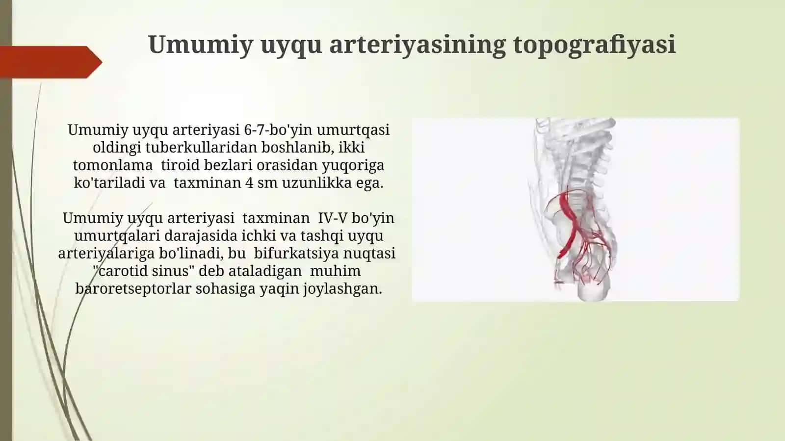 Aorta, aorta ravog'i, umumiy va tashqi uyquarteriyasi 4