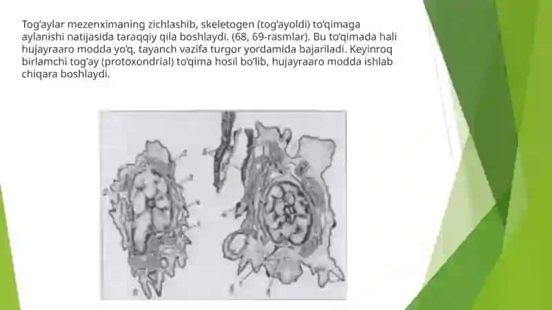TogʻayToʻqimasiningRegeneratsiyasivaTransplantatsiyasi 4
