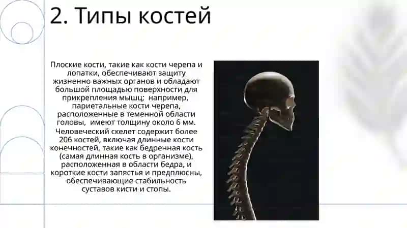 Пояс верхних конечностей 4