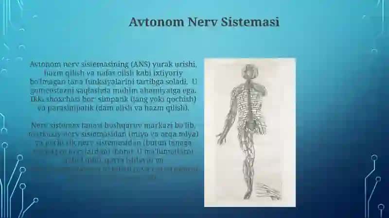 Nerv sistemasi 4
