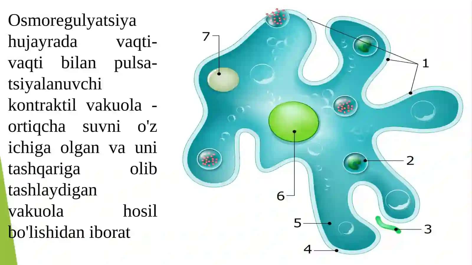 AMYOBASIMON(Amoeboidea) 4