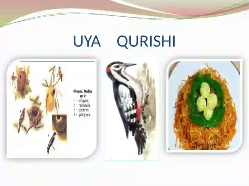 Qushlarning ko`payishi, rivojlanishi va kelib chiqishi 4