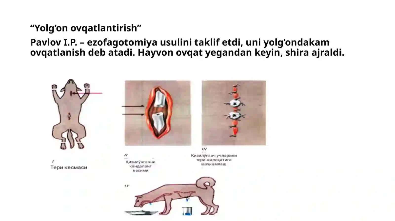 Hazmtizimi faoliyatinioʻrganishusullari.Ogʻizboshligʻivameʼdadaovqat hazmboʻlishi.Jigarninghazm jarayonidagiroli.Oʻtningxossalari 4